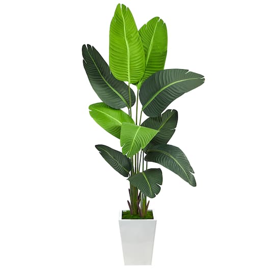5.5ft. Travelers Palm Tree in White Metal Planter